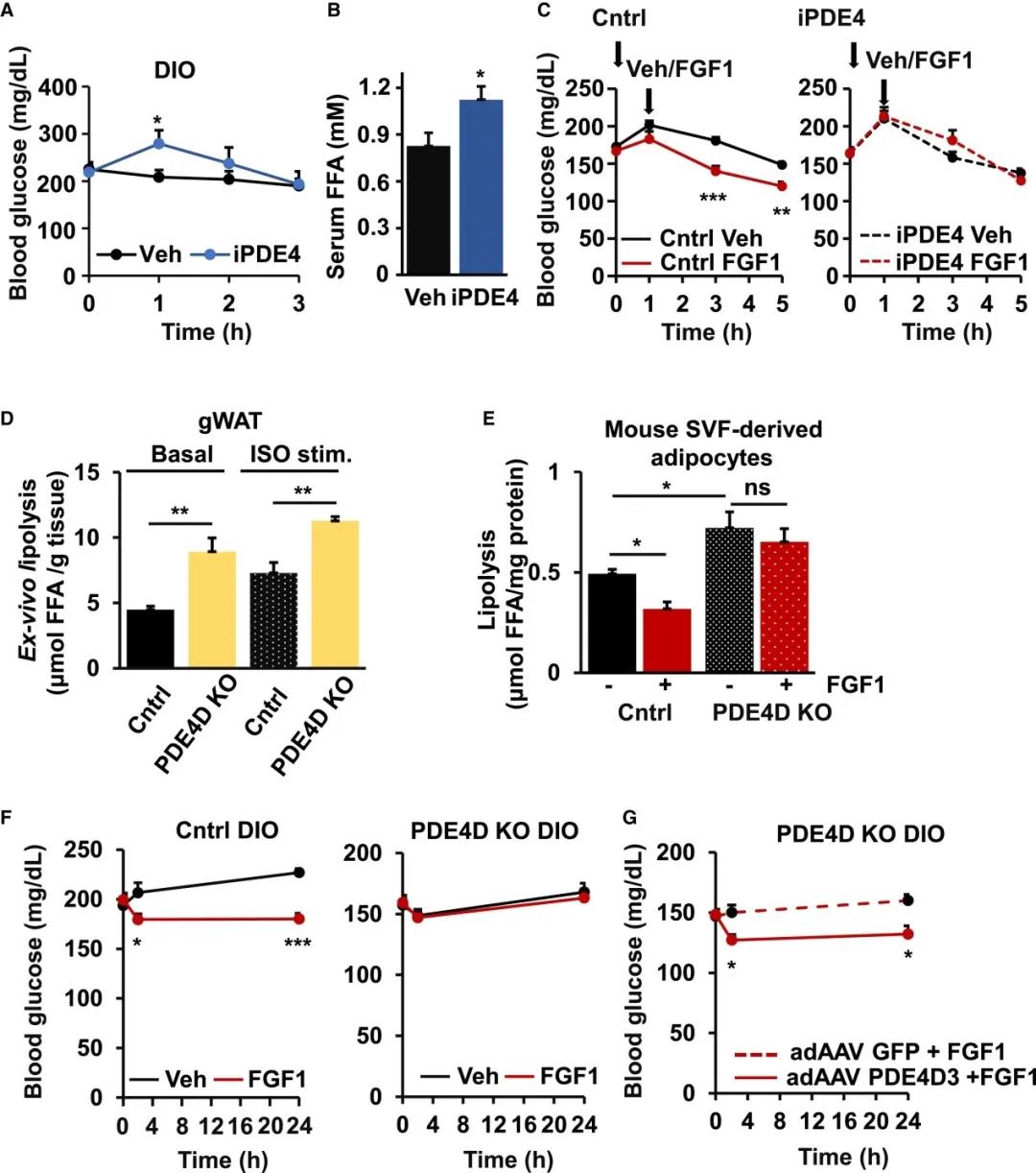 FGF1誘導的脂解和血糖抑制依賴于PDE4D(圖源：Cell Metabolism)