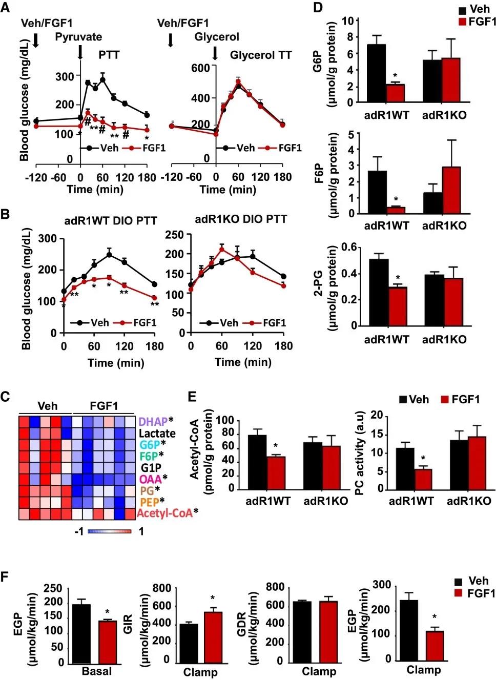 FGF1以脂肪FGFR1依賴性方式抑制HGP(圖源：Cell Metabolism)