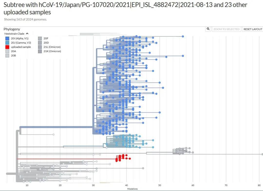 塞浦路斯報道的Delta和Omicron重組變異體的系統進化樹分析（圖源：Nexstrain）