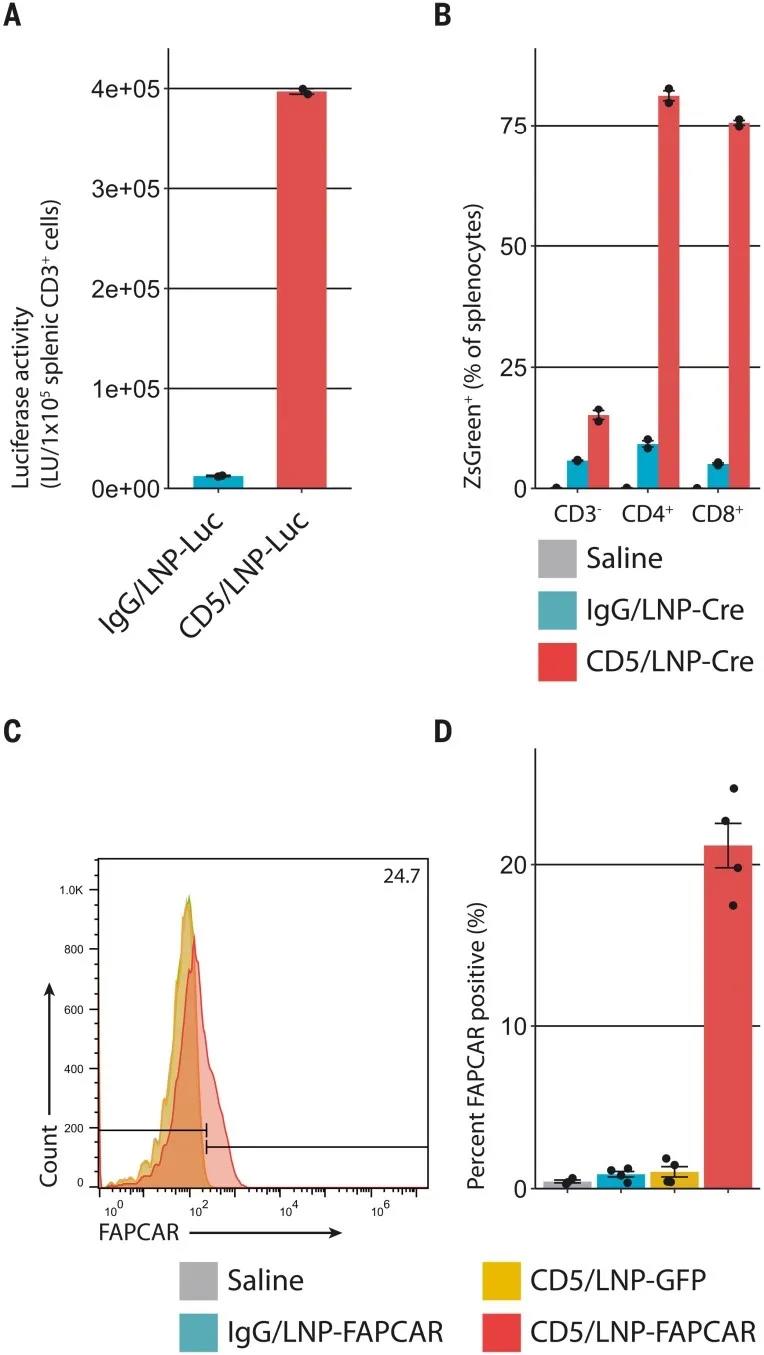  CD5靶向的LNP在體內產生基于mRNA的FAPCAR T細胞（圖源：Science）