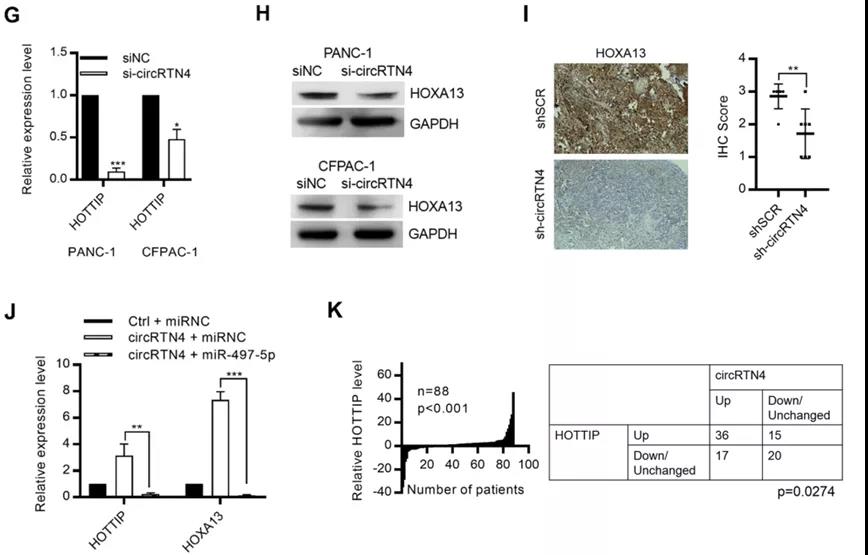 circRTN4通過在PDAC中“吸附”miR-497-5p來促進HOTTIP的表達（圖源: Molecular Cancer）