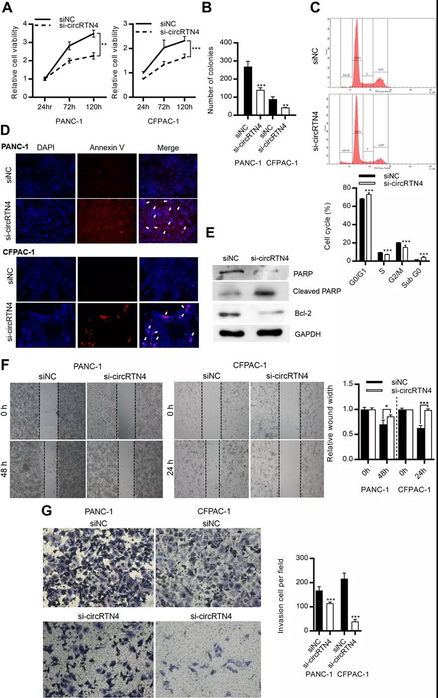 circRTN4促進PDAC細胞的生長、遷移和侵襲（圖源: Molecular Cancer）