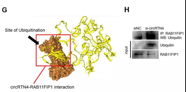 circRTN4通過阻止RAB11FIP1的泛素化和降解來穩定RAB11FIP1（圖源: Molecular Cancer）