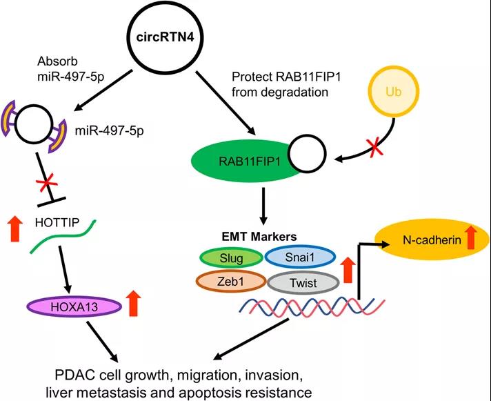 circRTN4促進PDAC發展的機制示意圖（圖源: Molecular Cancer）