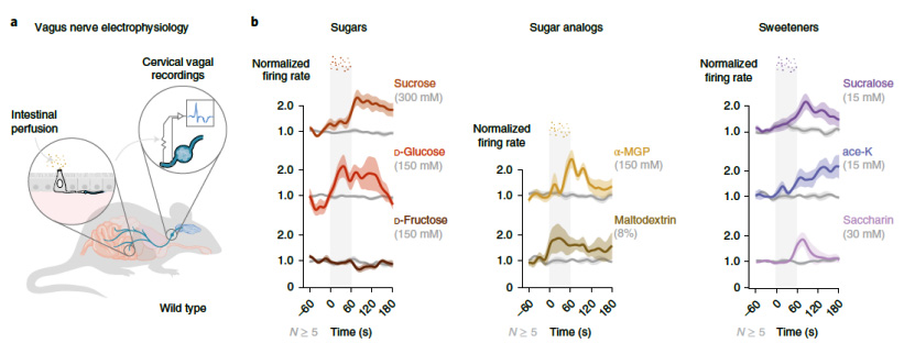 幾乎所有的糖都會引起迷走神經放電率的顯著增加