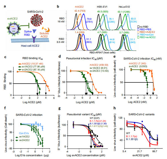 evACE2對(duì)RBD結(jié)合和SARS-CoV-2變異感染的中和作用