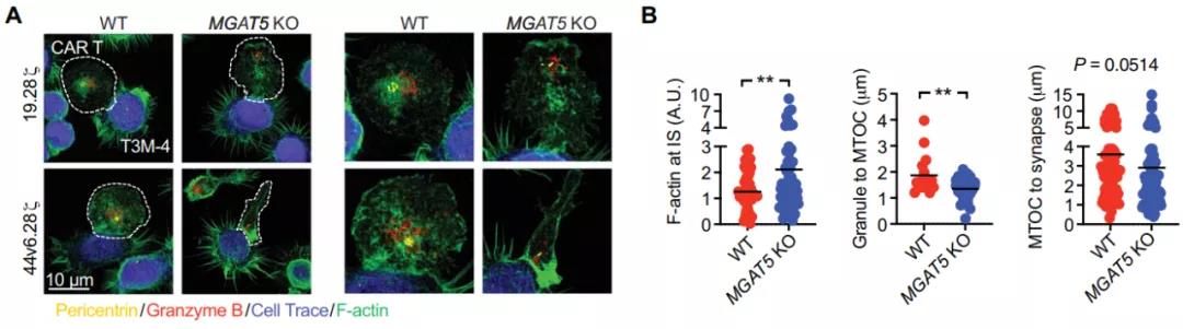 敲除MGAT5后免疫突觸與功能性細胞溶解情況（圖源：STM）