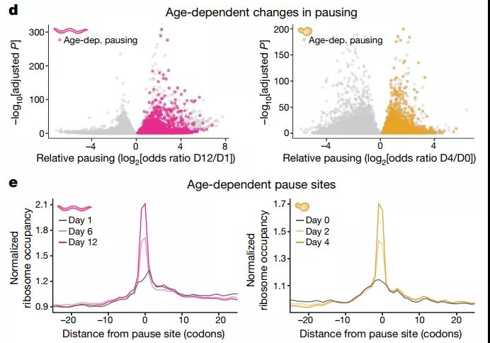 核糖體在衰老過程中停頓及停頓位點與核糖體占據(jù)的關(guān)系（圖源：Nature）