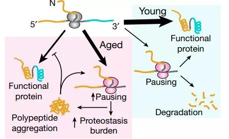 衰老過程中核糖體停頓增加與新生多肽聚集的模型（圖源：Nature）