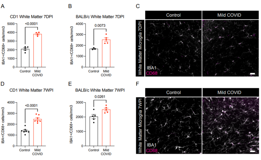 輕度呼吸道感染SARS-CoV-2后小鼠白質小膠質細胞的活化（圖源：bioRxiv）