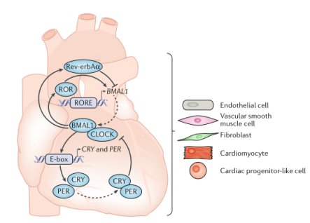 圖1. 心血管系統生物鐘系統內時鐘基因調控（圖源：Nature Reviews Cardiology）