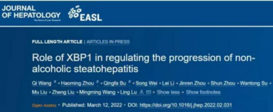 XBP1抑制劑可作為NASH的潛在治療新靶點