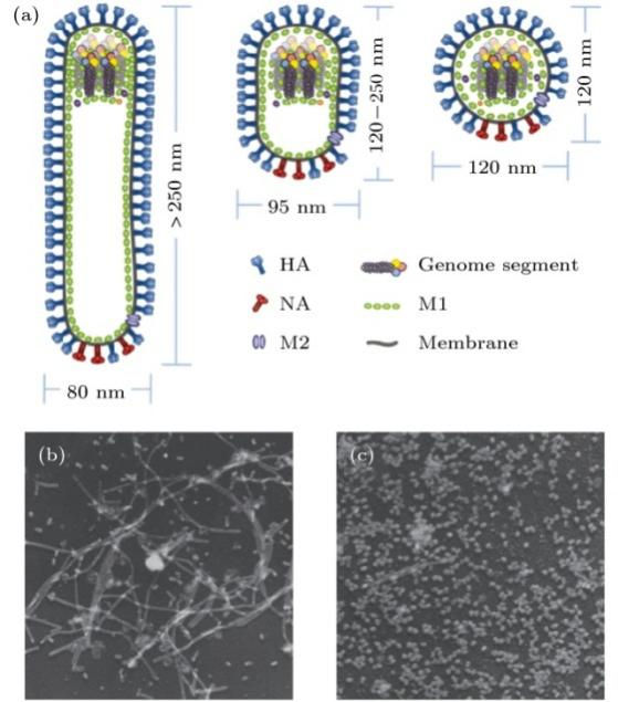 流感病毒結(jié)構(gòu)與形狀