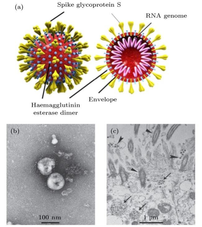 新冠病毒結(jié)構(gòu)與透射電子顯微圖像