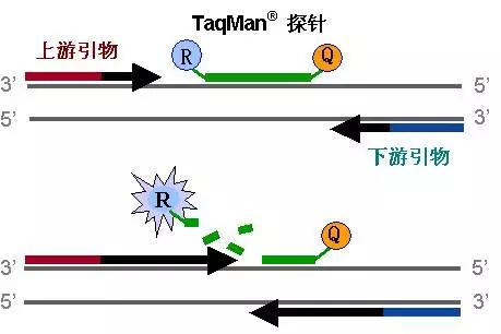 TaqMan水解探針作用機理圖