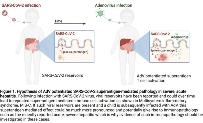 腺病毒增強新冠病毒超級抗原介導的嚴重急性肝炎的病理學示意圖