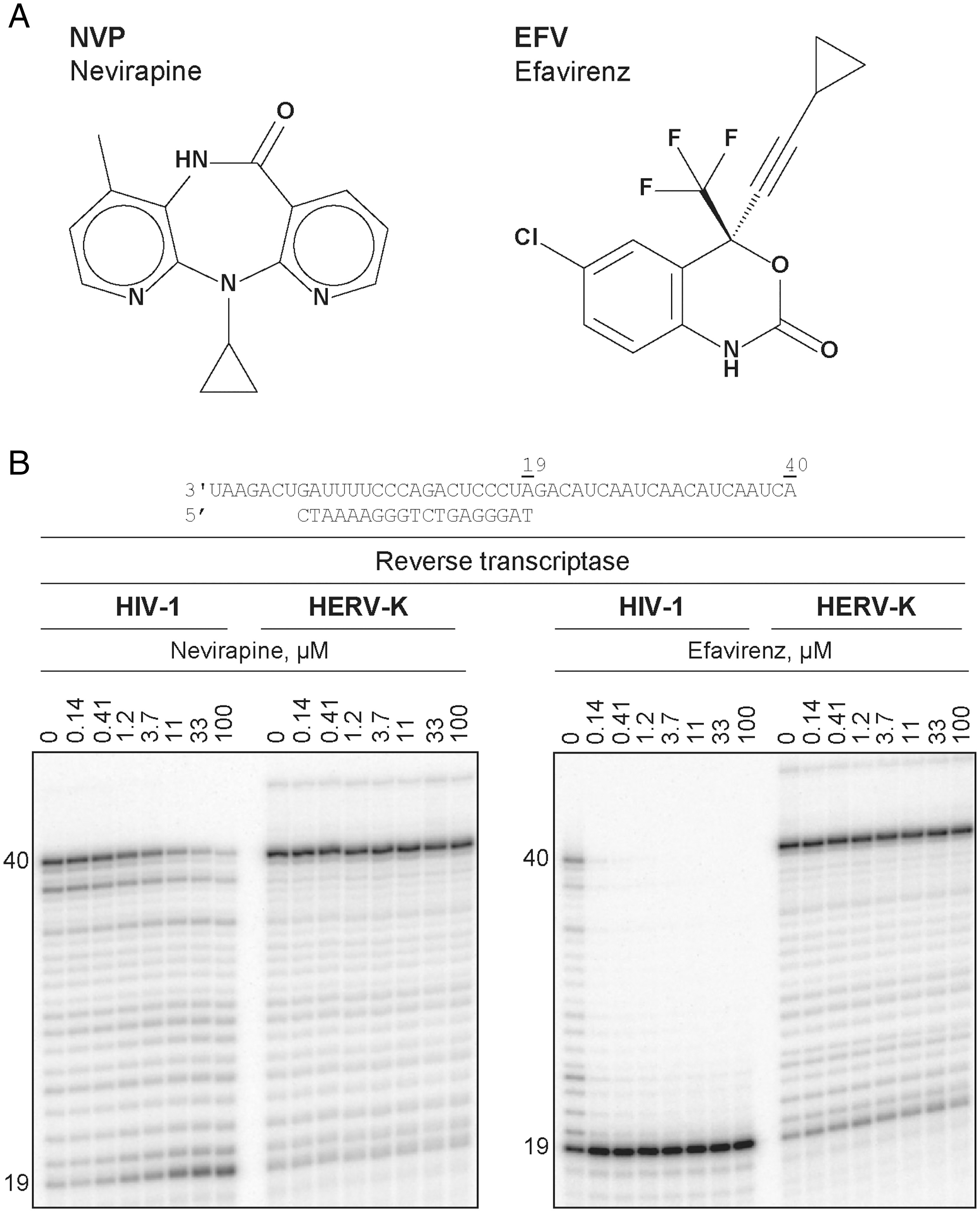 NVP和EFV依賴性抑制HIV-1和HERV-K RTs的DNA聚合活性