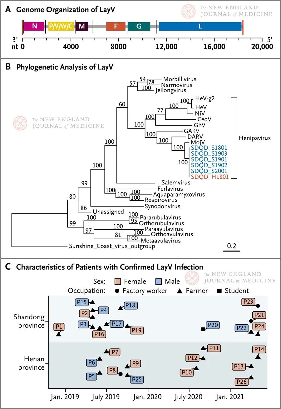 LayV的基因組、系統(tǒng)進化樹分析和確診病患的特征