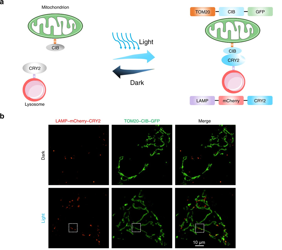光遺傳學(xué)可用于誘導(dǎo)線粒體-溶酶體接觸
