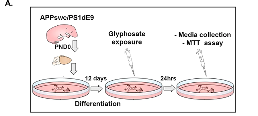 來源于APP/PS1幼鼠原代皮層神經元經培養