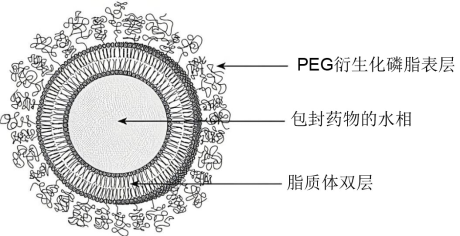 <font color='red'>PEG</font>在脂質(zhì)體藥物遞送系統(tǒng)中的應(yīng)用