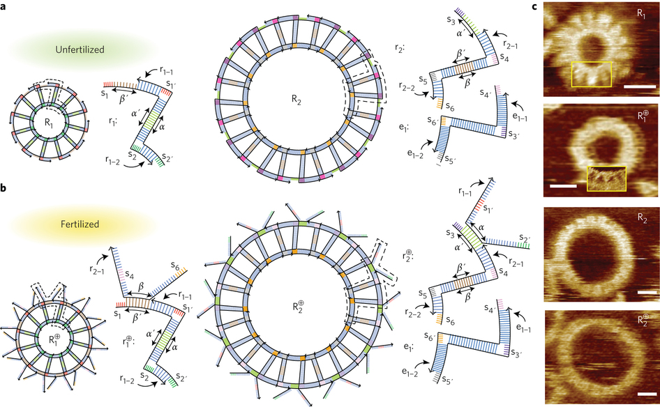 <font color='red'>DNA</font>環狀分子的自主復制