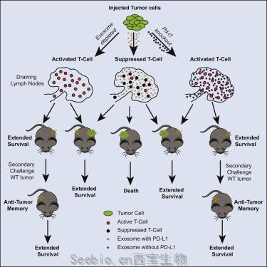 Cell：重磅！抑制外泌體PD-L1可誘導全身性的抗腫瘤免疫反應