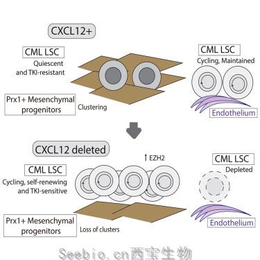 Cell Stem Cell：揭示維持<font color='red'>白血病干細胞</font>新機制！有望徹底打擊癌干細胞