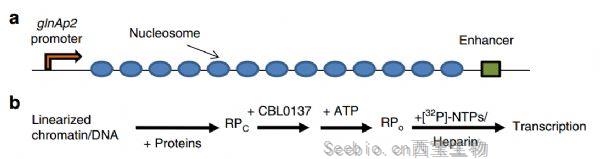 Nat Commun：科學家用小分子改變<font color='red'>DNA</font>三維結構，有望開發新型抗癌藥物