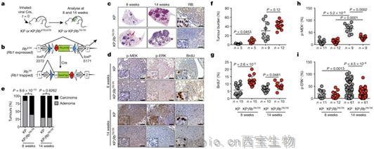 Nature：操縱腫瘤抑制<font color='red'>基因RB</font>有望治療肺癌