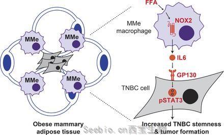 J Exp Med：肥<font color='red'>胖</font>會重置乳房中的免疫細胞，促進腫瘤的形成