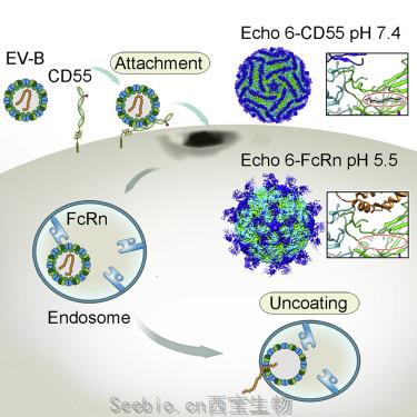 Cell：我國科學家揭示人FcRn是B族腸道病毒的細胞脫衣殼受體