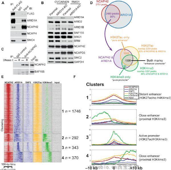 Science子刊：發現經常突變的<font color='red'>癌蛋白</font>的空間染色體組織的新作用