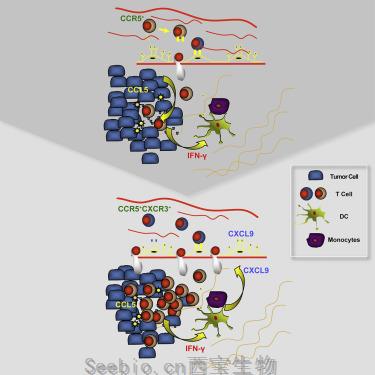 Cancer Cell：研究揭示決定T細(xì)胞定植并攻擊腫瘤的細(xì)胞因子！