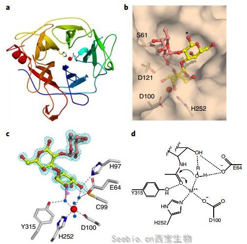 Nat Microbiol重磅！人體<font color='red'>腸道菌</font>中發現可以將A型血直接轉變為O型血的酶！