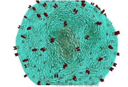 Nature：科學(xué)家有望實(shí)現(xiàn)讓疲憊不堪的免疫細(xì)胞重新煥發(fā)活力 再次高效抑制癌癥進(jìn)展