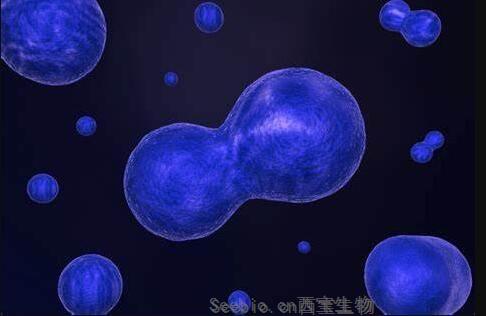 Devel Cell：中心粒在<font color='red'>細胞分裂</font>過程中或扮演關鍵角色