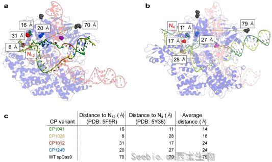 Nat Biotechnol：新研究拓寬<font color='red'>堿基編輯</font>器的靶向范圍