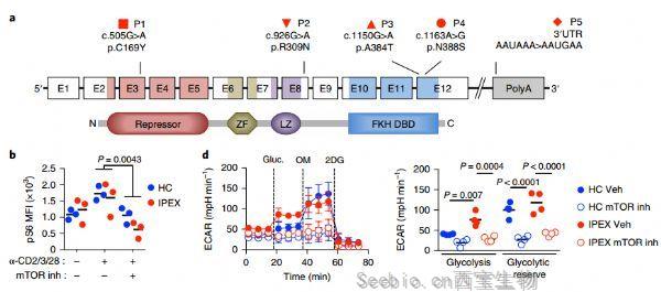 Nat Immunol：研究揭示<font color='red'>Foxp3</font>缺失的情況，T細胞功能重組調(diào)節(jié)新機制