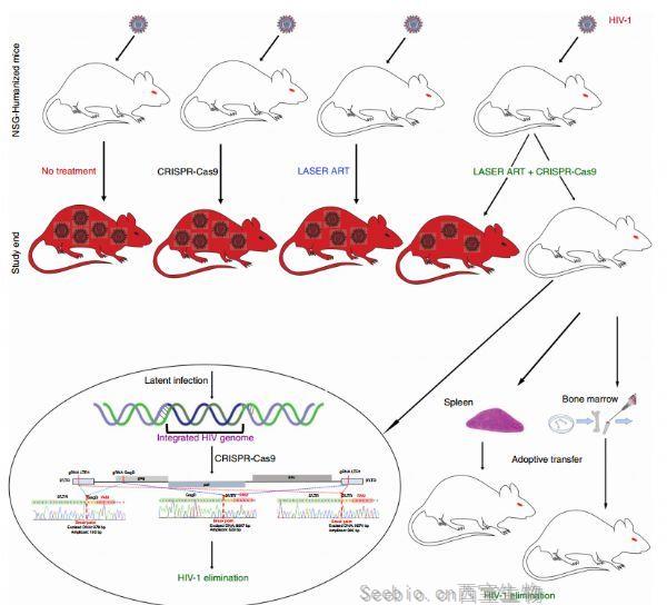 Nat Commun：首次利用CRISPR從活動物基因組中清除HIV