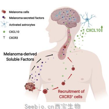 Cell Rep：阻斷炎癥通路是預防<font color='red'>黑色素瘤腦轉移</font>的關鍵