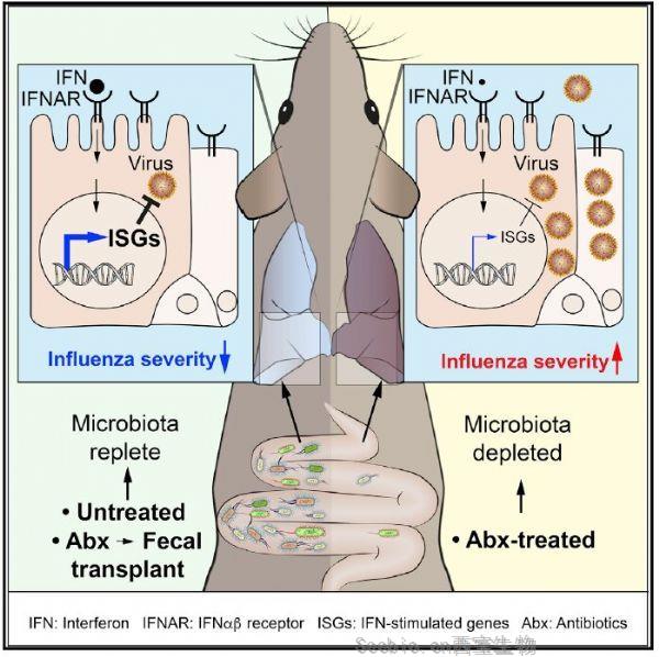 Cell Rep：腸道微生物可以保護(hù)小鼠免受流感病毒感染