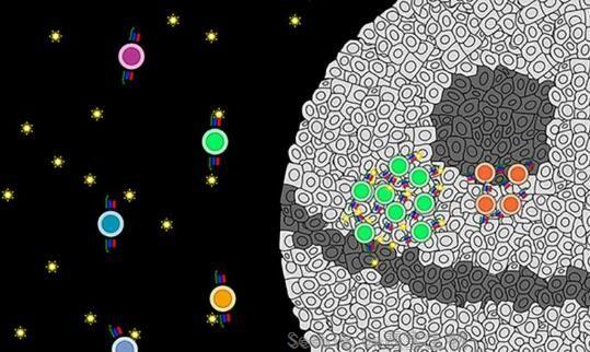 Cell：科學(xué)家成功篩選出開發(fā)新型癌癥<font color='red'>免疫療法</font>的關(guān)鍵靶點(diǎn)