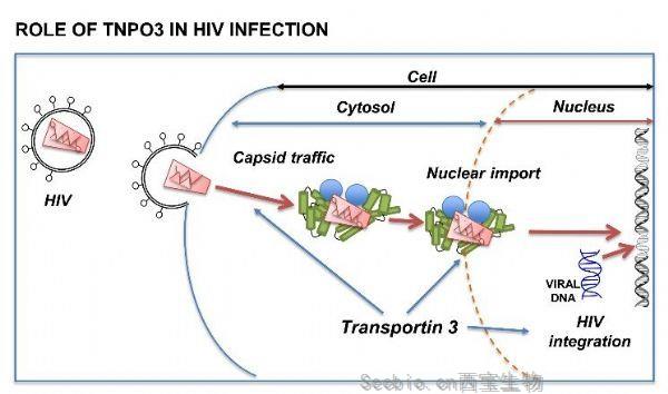 PLoS Pathog：人類(lèi)的福音！這個(gè)基因突變可以防止<font color='red'>HIV感染</font>