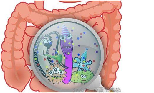 Nat Med：編制人類腸道細菌的綜合目錄