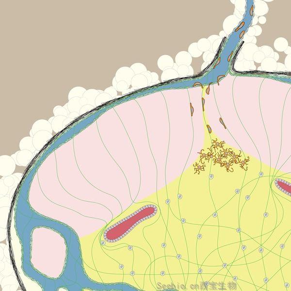 Science重大發現！遷徙性樹突狀細胞激活TGF-β來調節CD8 T細胞