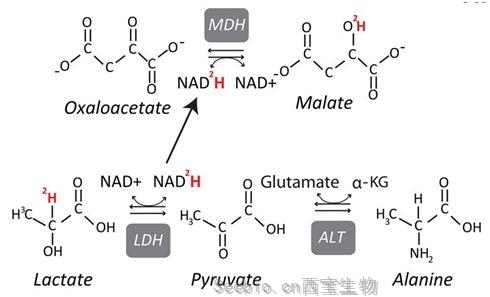 Nature：揭示攝入更多乳酸的黑色素瘤細胞是轉移高手