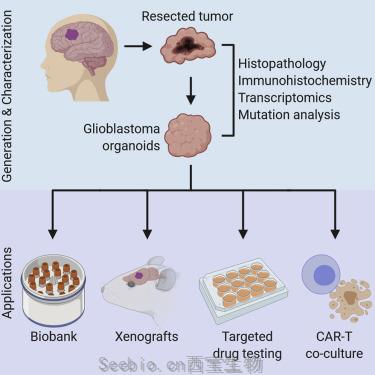 Cell：人膠<font color='red'>質母細胞瘤</font>類器官可重現腫瘤特征，并可用于評價藥物和CAR-T細胞的療效