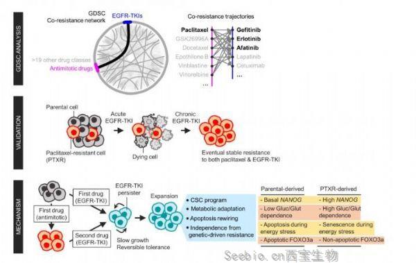 Science子刊：揭示<font color='red'>癌細(xì)胞</font>多藥耐藥的新機(jī)制
