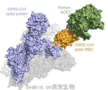 Nat Microbiol：開發出新型冠狀病毒篩查方法